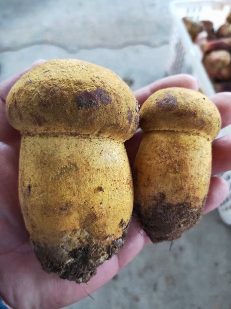鸡纵菌