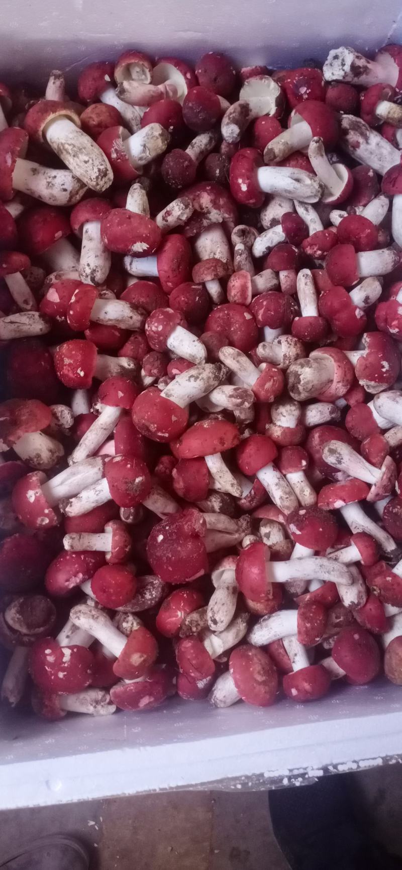 鸡纵菌