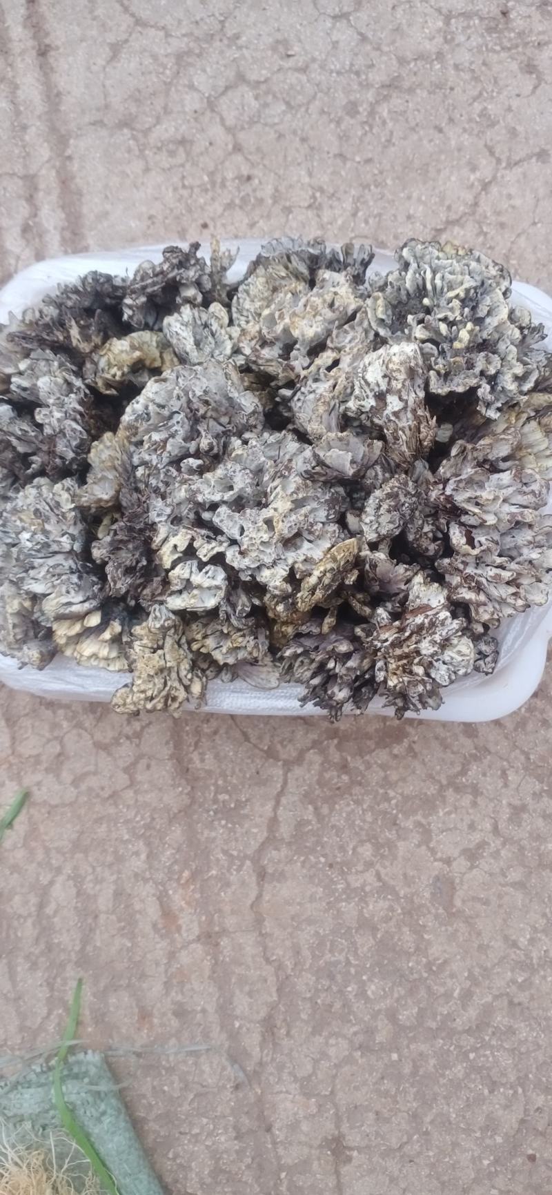 鸡纵菌
