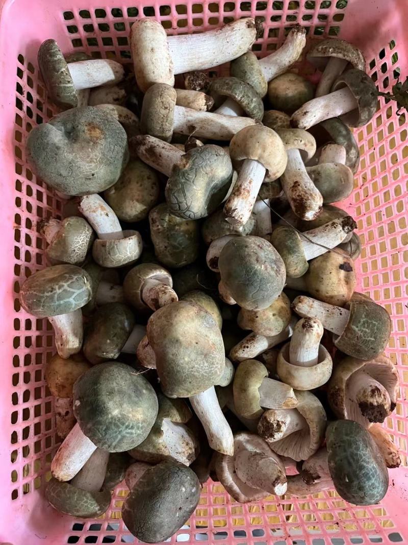 鸡纵菌
