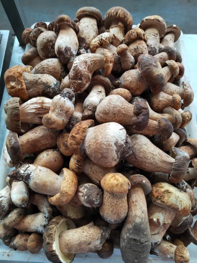 鸡纵菌