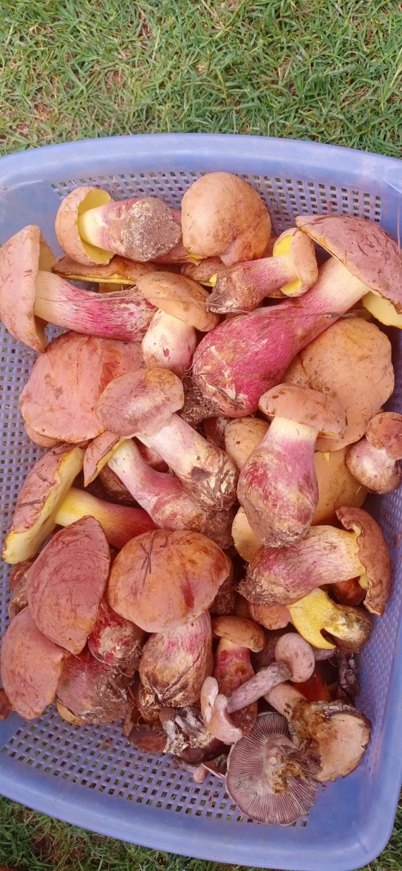 鸡纵菌