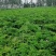 精品白芷产地直发量大从优诚信合作欢迎来电咨询