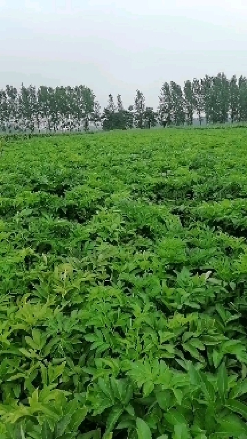 精品白芷产地直发量大从优诚信合作欢迎来电咨询