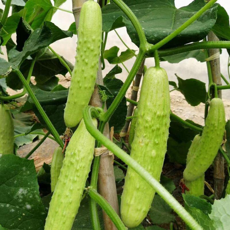 津良白叶三黄瓜种子水果黄瓜庭院阳台瓜果种子盆栽蔬菜