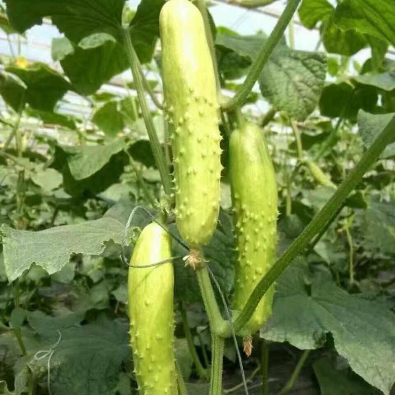 津良白叶三黄瓜种子水果黄瓜庭院阳台瓜果种子盆栽蔬菜