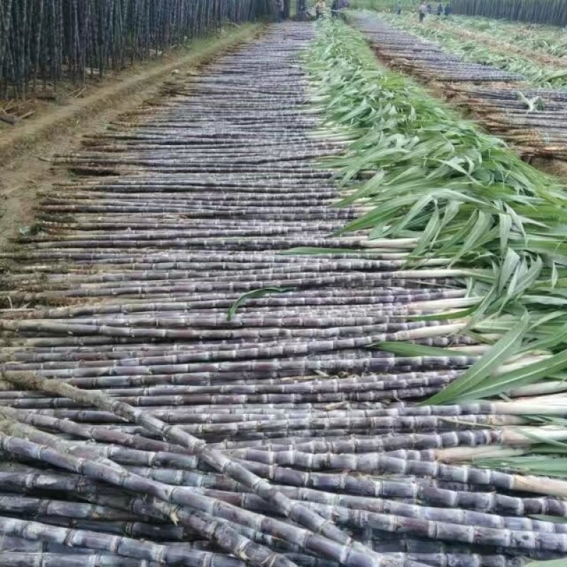 广西崇左市龙州县黑皮果蔗热销中，欢迎全国老板到实地订购，