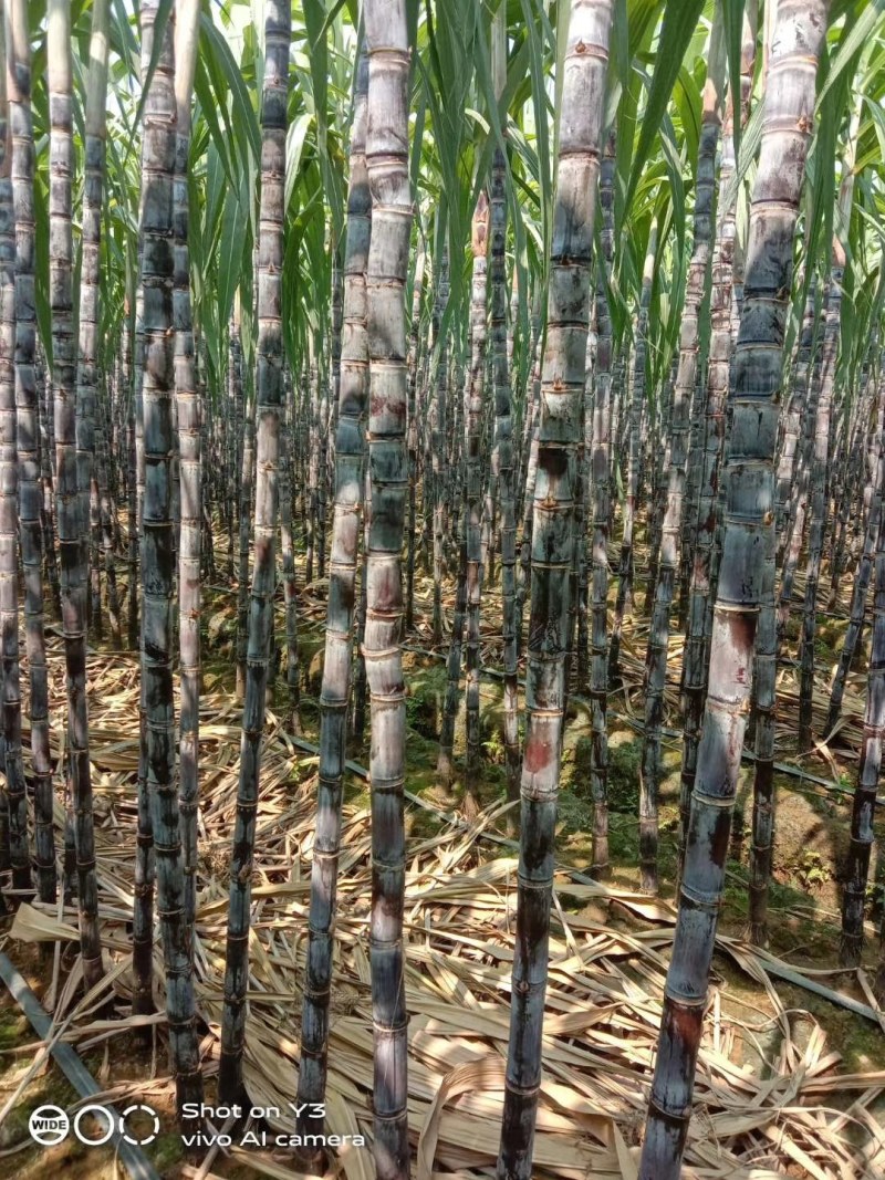广西崇左市龙州县黑皮果蔗热销中，欢迎全国老板到实地订购，