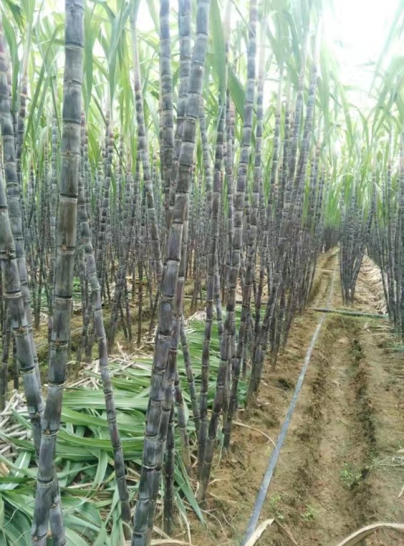 广西崇左市龙州县黑皮果蔗热销中，欢迎全国老板到实地订购，