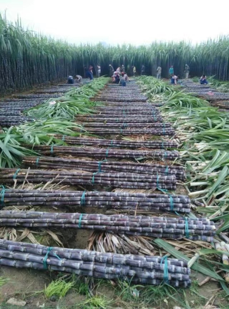 广西崇左市龙州县黑皮果蔗热销中，欢迎全国老板到实地订购，