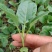 精选菜花苗穴盘苗雪白小米粒提供技术指导基地直发