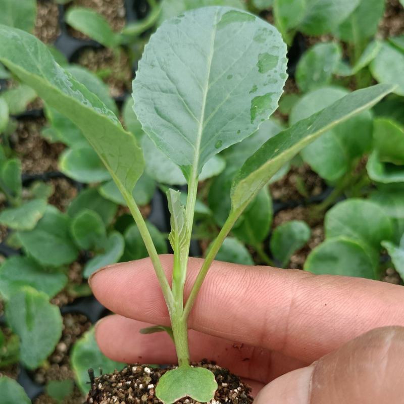精选菜花苗穴盘苗雪白小米粒提供技术指导基地直发