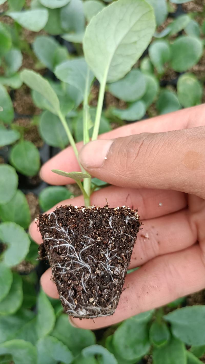 精选菜花苗穴盘苗雪白小米粒提供技术指导基地直发