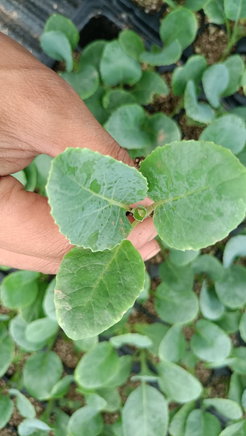 精选菜花苗穴盘苗雪白小米粒提供技术指导基地直发