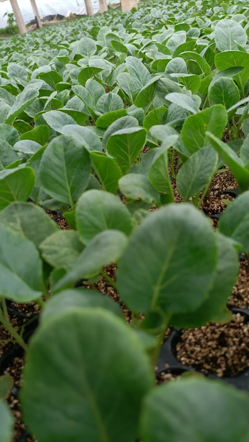 精选菜花苗穴盘苗雪白小米粒提供技术指导基地直发