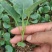 精选菜花苗穴盘苗雪白小米粒提供技术指导基地直发