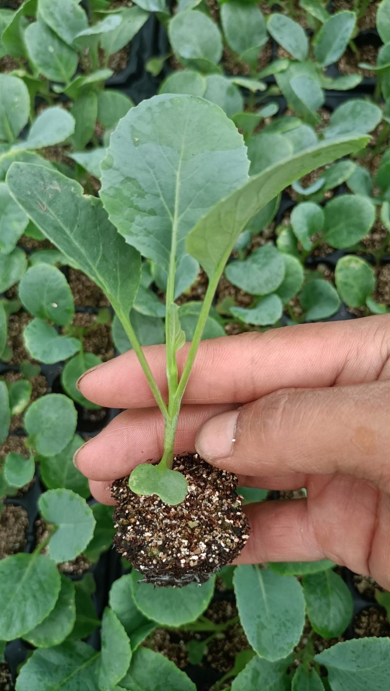 精选菜花苗穴盘苗雪白小米粒提供技术指导基地直发