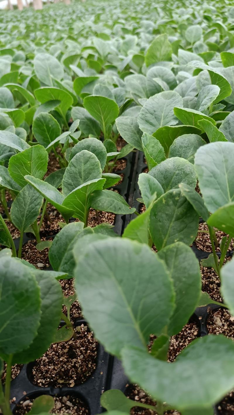 精选菜花苗穴盘苗雪白小米粒提供技术指导基地直发