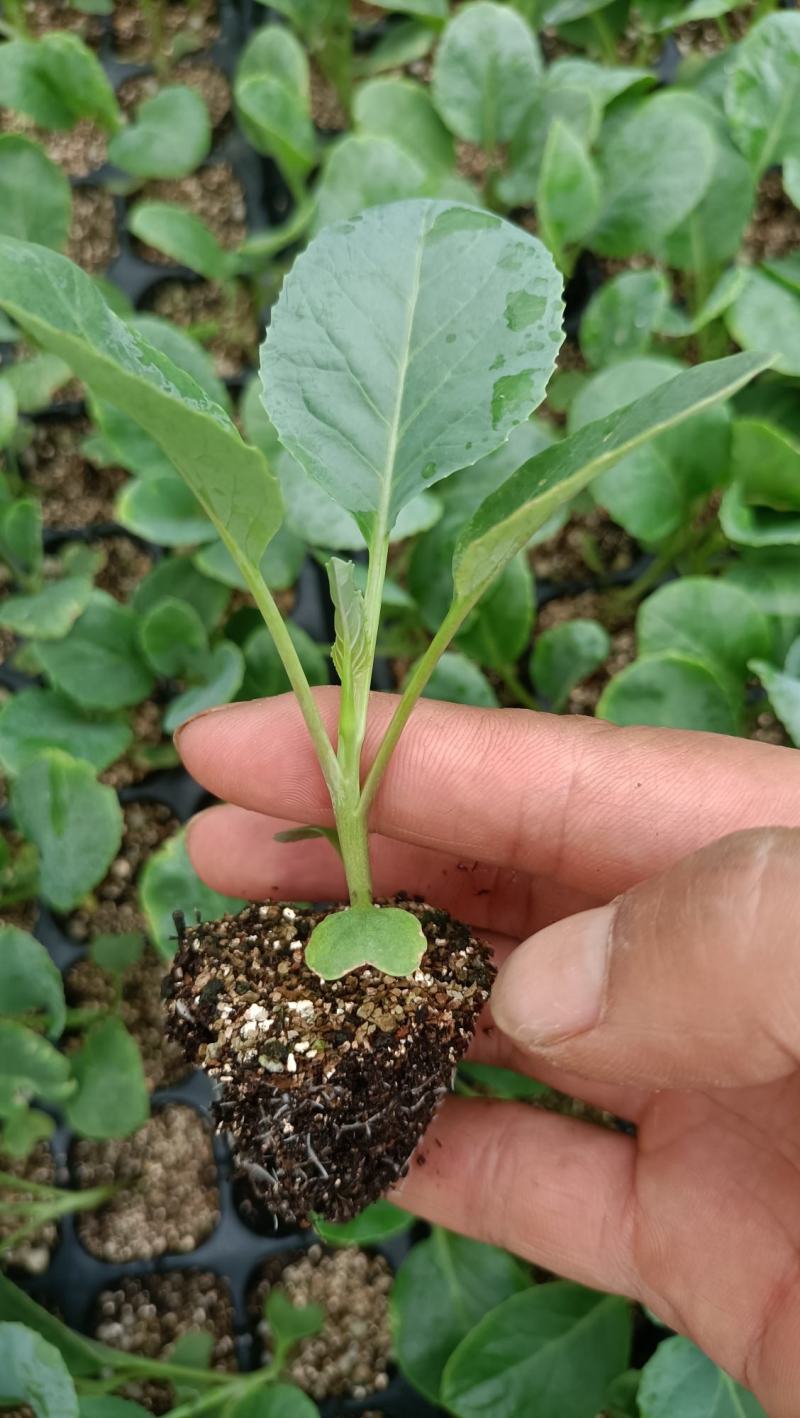 精选菜花苗穴盘苗雪白小米粒提供技术指导基地直发