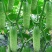 蓟农节节瓜水果黄瓜种子春季夏四季盆栽大田小黄瓜旱黄瓜种籽