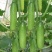 蓟农节节瓜水果黄瓜种子春季夏四季盆栽大田小黄瓜旱黄瓜种籽