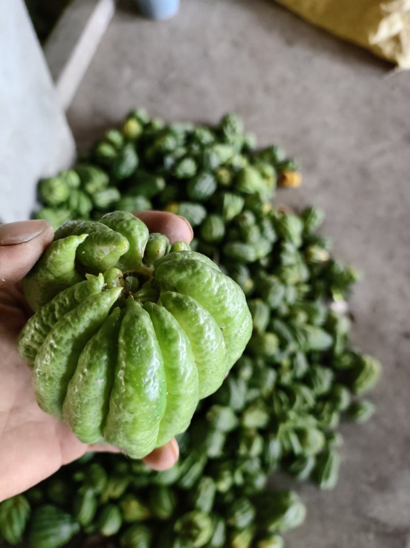 川佛手片(含量达标，无硫符合国家药典标准)
