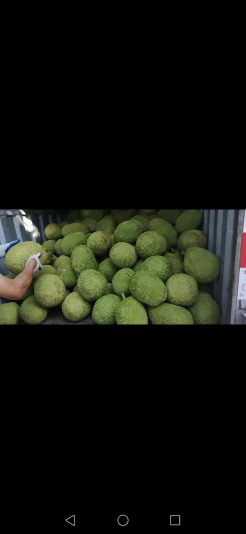 金苞菠萝蜜、皮薄肉厚，苞大，个头均匀，果园直摘，专业管理