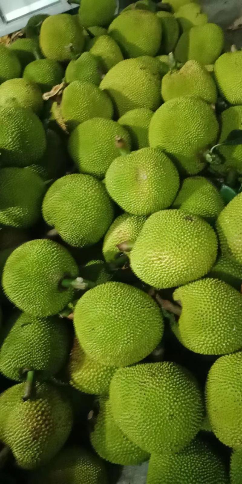 金苞菠萝蜜、皮薄肉厚，苞大，个头均匀，果园直摘，专业管理