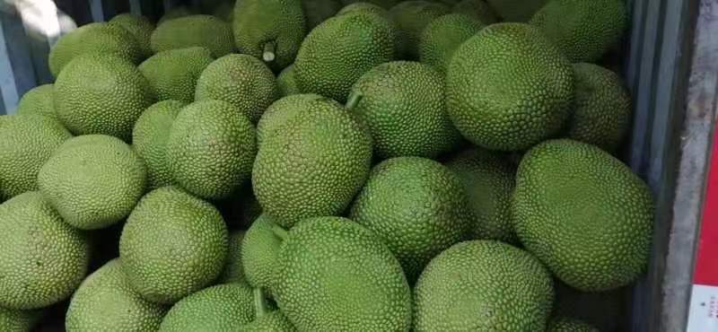 金苞菠萝蜜、皮薄肉厚，苞大，个头均匀，果园直摘，专业管理
