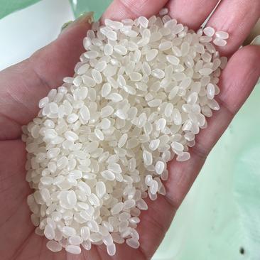 东北珍珠米小町米厂家直销一手货源精度加工