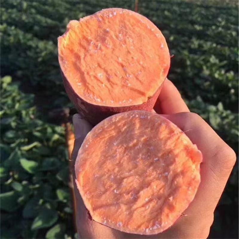 热卖精品龙九红薯现货现发万亩产地大量供应规格齐全量大优惠