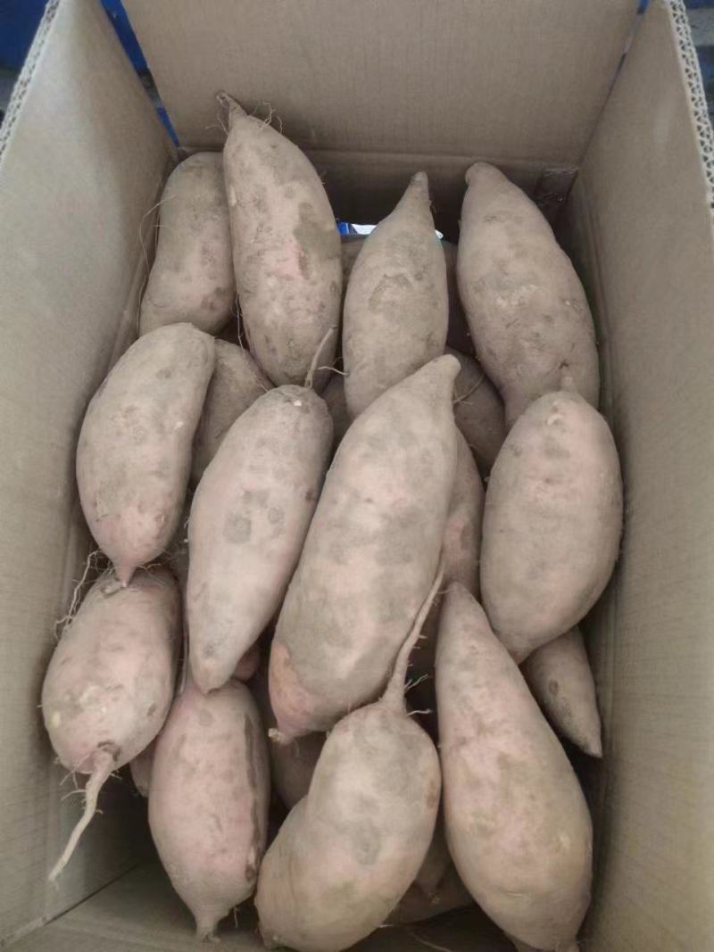 热卖精品龙九红薯现货现发万亩产地大量供应规格齐全量大优惠