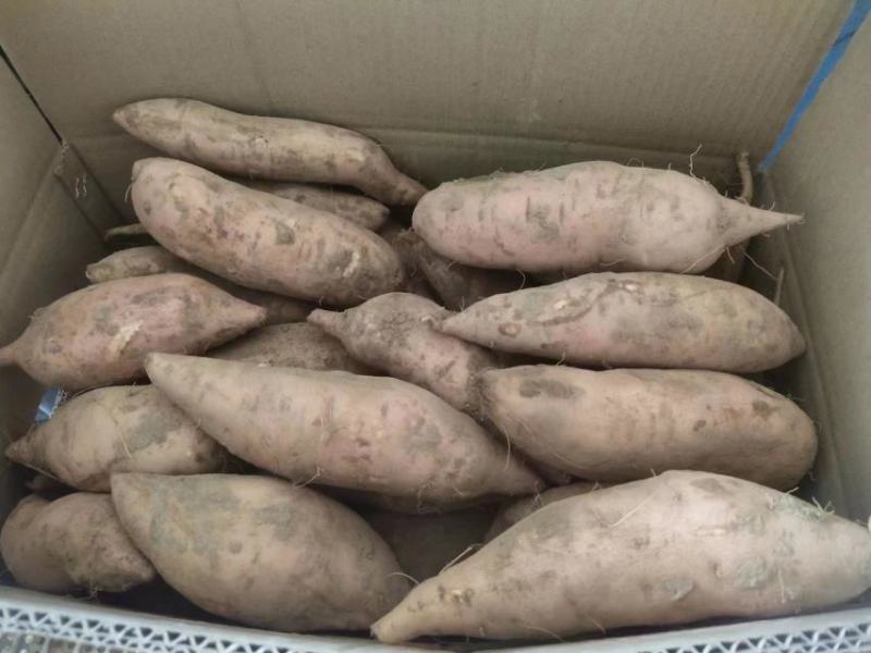 热卖精品龙九红薯现货现发万亩产地大量供应规格齐全量大优惠