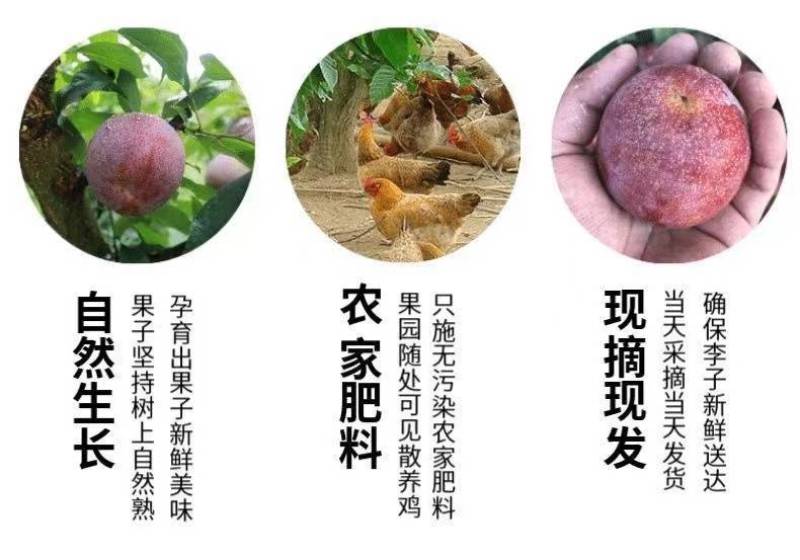 二次红心李福建芙蓉李子果二次果可加工酸梅酱酸梅粉