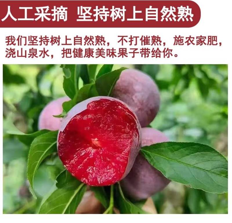 二次红心李福建芙蓉李子果二次果可加工酸梅酱酸梅粉