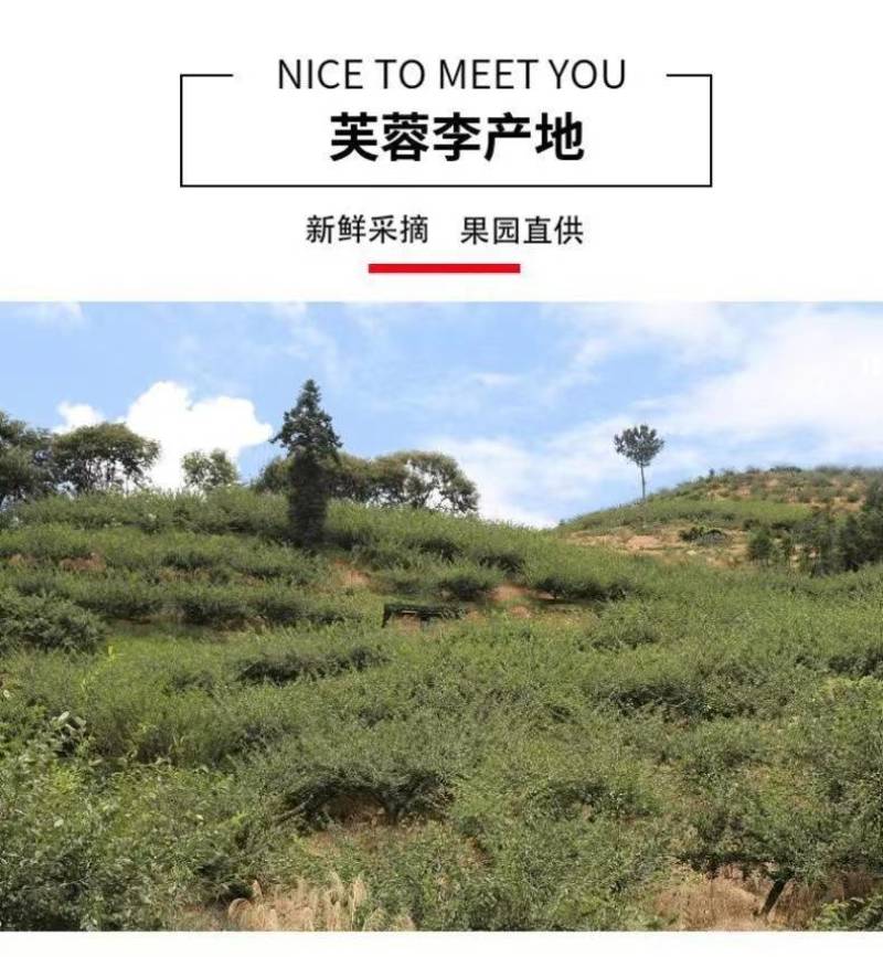 二次红心李福建芙蓉李子果二次果可加工酸梅酱酸梅粉
