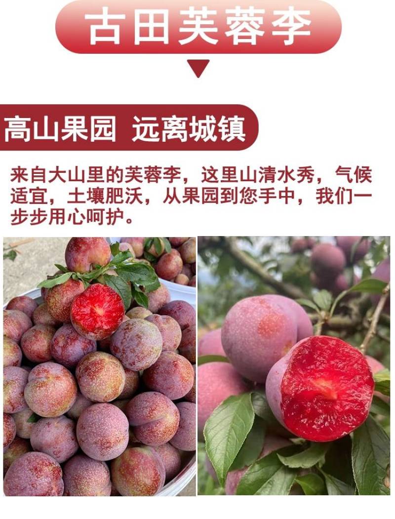 二次红心李福建芙蓉李子果二次果可加工酸梅酱酸梅粉