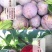 福建红心芙蓉李子代办代发对接商超电商平台可开票