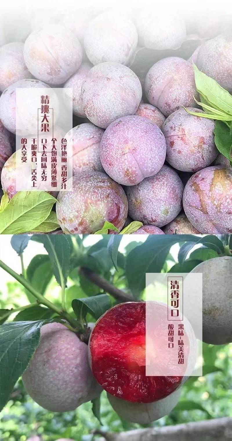 福建红心芙蓉李子代办代发对接商超电商平台可开票