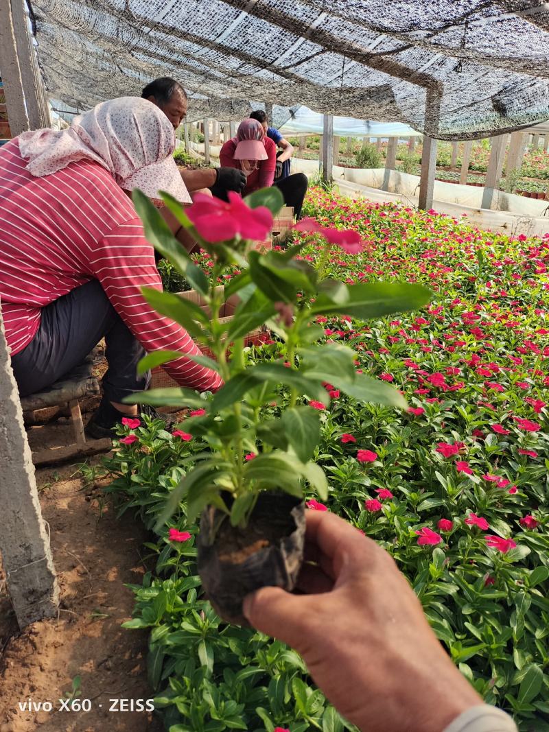 长春花，小杯，大杯，质量优，价格便宜，有现货。