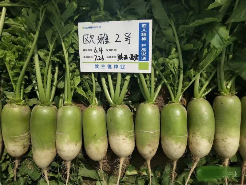 欧雅2号萝卜种子微辣北方夏秋两用一代杂交青萝卜种子