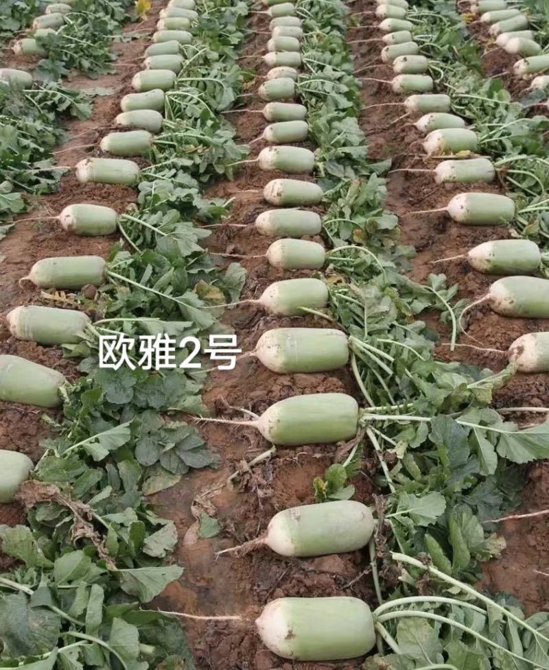 欧雅2号萝卜种子微辣北方夏秋两用一代杂交青萝卜种子
