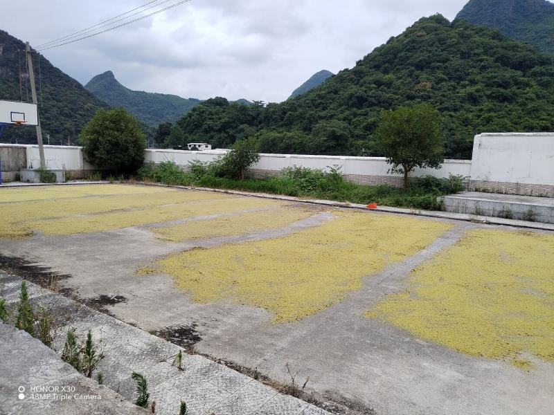 自产自销金槐米，槐花