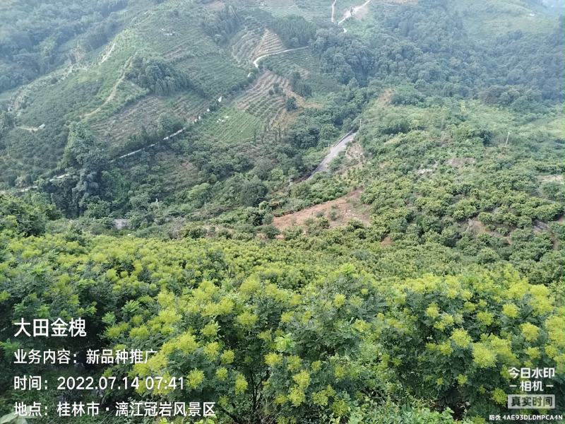 自产自销金槐米，槐花