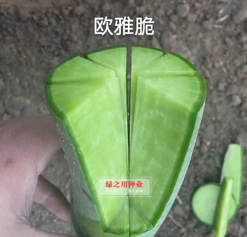 绿皮绿肉水果萝卜种子欧兰德欧雅脆青萝卜种籽脆甜多汁