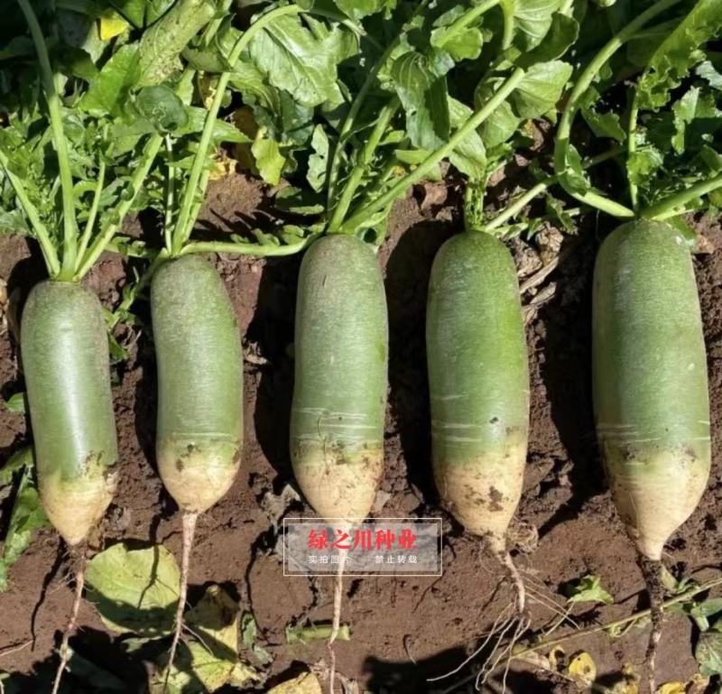 绿皮绿肉水果萝卜种子欧兰德欧雅脆青萝卜种籽脆甜多汁