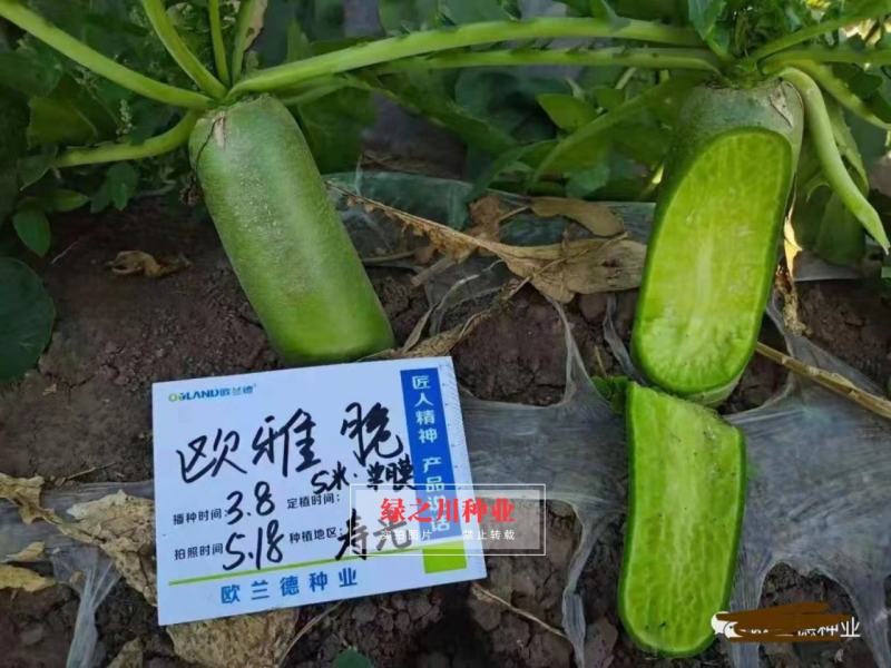 绿皮绿肉水果萝卜种子欧兰德欧雅脆青萝卜种籽脆甜多汁