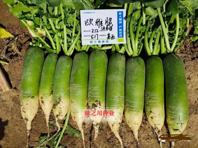 绿皮绿肉水果萝卜种子欧兰德欧雅脆青萝卜种籽脆甜多汁