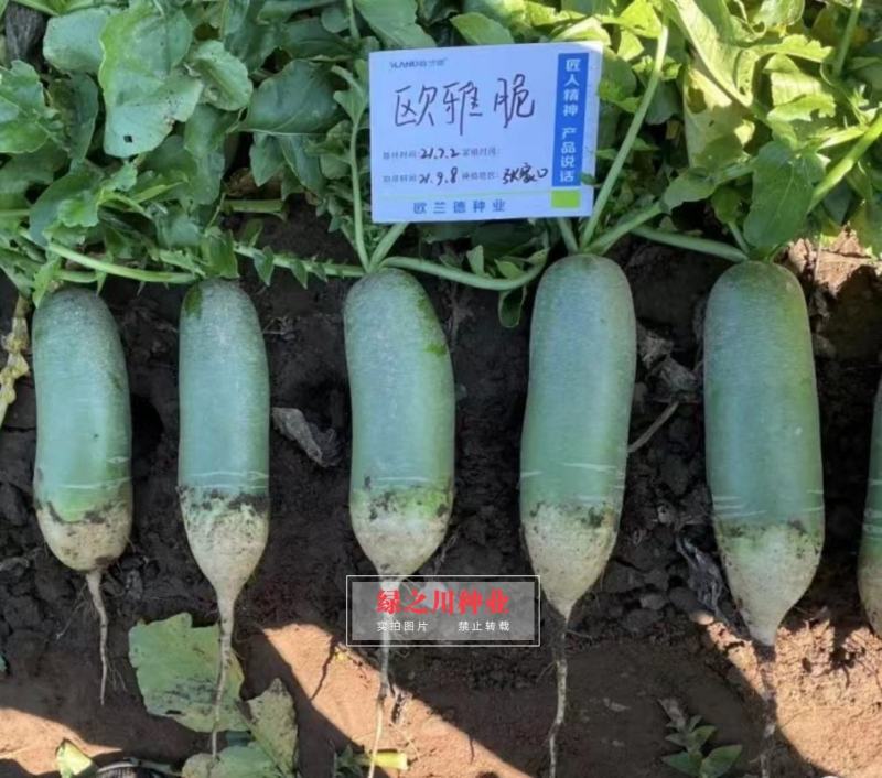 绿皮绿肉水果萝卜种子欧兰德欧雅脆青萝卜种籽脆甜多汁