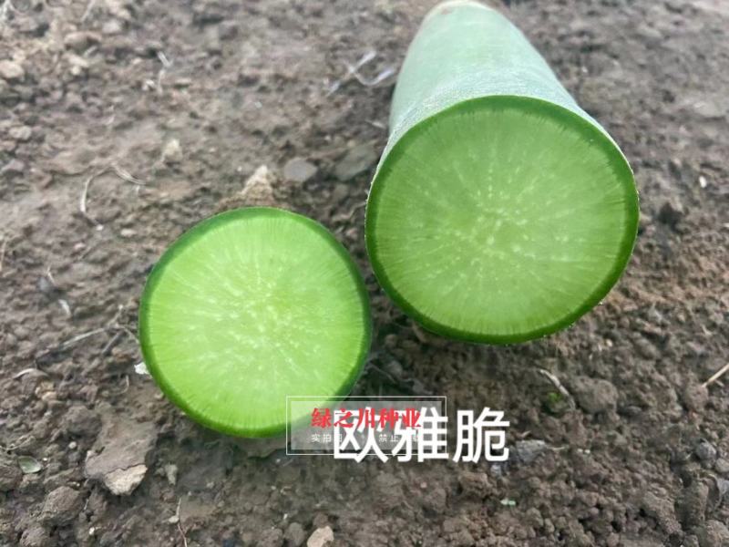 绿皮绿肉水果萝卜种子欧兰德欧雅脆青萝卜种籽脆甜多汁